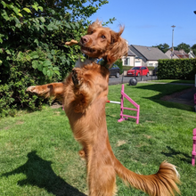 Load image into Gallery viewer, BrewBix Healthy Peanut Butter Dog Treat Biscuits - 6 x 100g Easter Gift Boxes