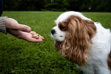 Load image into Gallery viewer, BrewBix Healthy Peanut Butter Dog Treat Biscuits - 500g Pouch - Subscribe &amp; Save 4%
