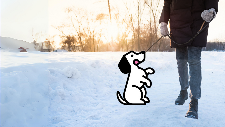 Winter Walks: Keeping Your Dog Safe